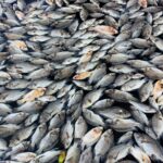 WEST SUMATRA, Feb. 21, 2016 (Xinhua) — Dead fish are seen floating on the waters of Maninjau lake in West Sumatra province, Indonesia, on Feb. 20, 2016. The mass death of the fish is apparently caused by a sudden change of weather condition, according to fishery officials. (Xinhua/Andri Mardiansyah/IANS)