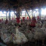 Poultry farm. (File Photo: IANS)