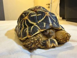 DRI Pune seizes prohibited wildlife species near railway station, two held